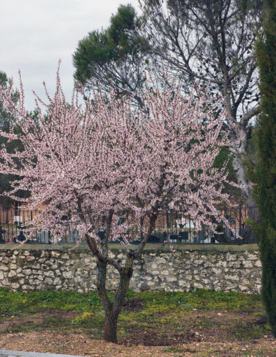 Cementerio de Corpa